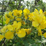 avaram poo (Senna Auriculata )