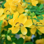 avaram poo (Senna Auriculata )