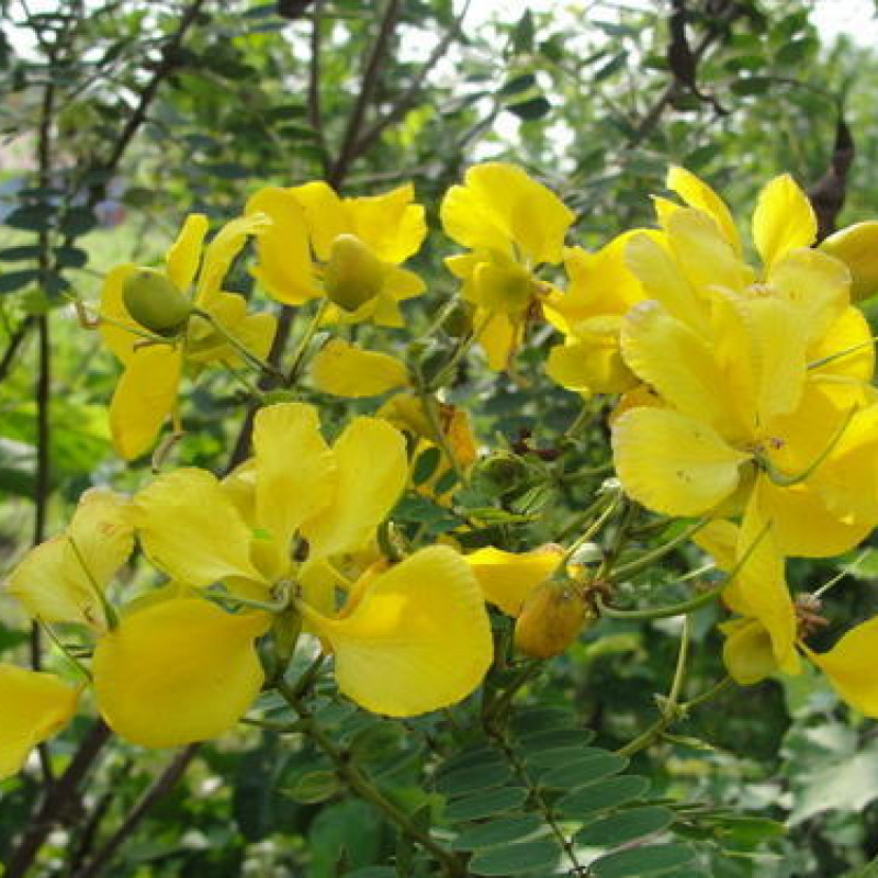 avaram poo (Senna Auriculata )