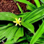 Kalimusli ( Curculigo Orchioides )