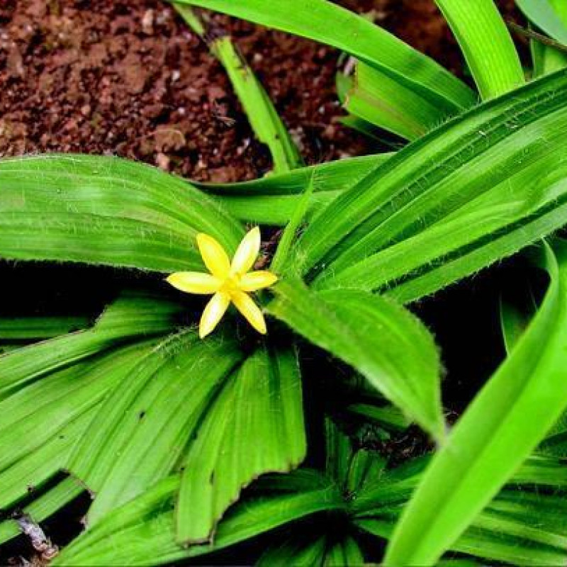 Kalimusli ( Curculigo Orchioides )