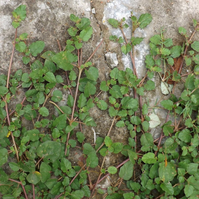 Punarnava  Whole Plant ( Boerhavia Diffusa )