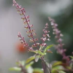 Tulsi stem (Ocimum Tenuiflorum)