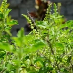 Tulsi stem (Ocimum Tenuiflorum)