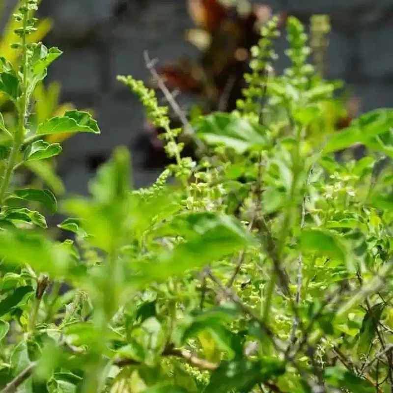 Tulsi stem (Ocimum Tenuiflorum)