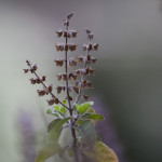 Tulsi stem (Ocimum Tenuiflorum)