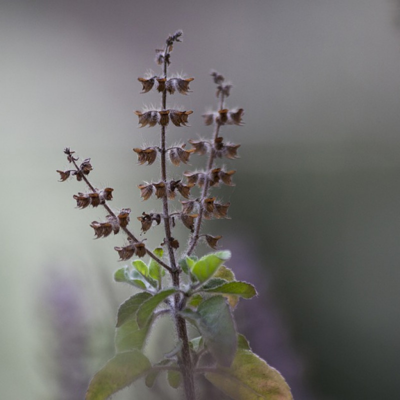Tulsi stem (Ocimum Tenuiflorum)